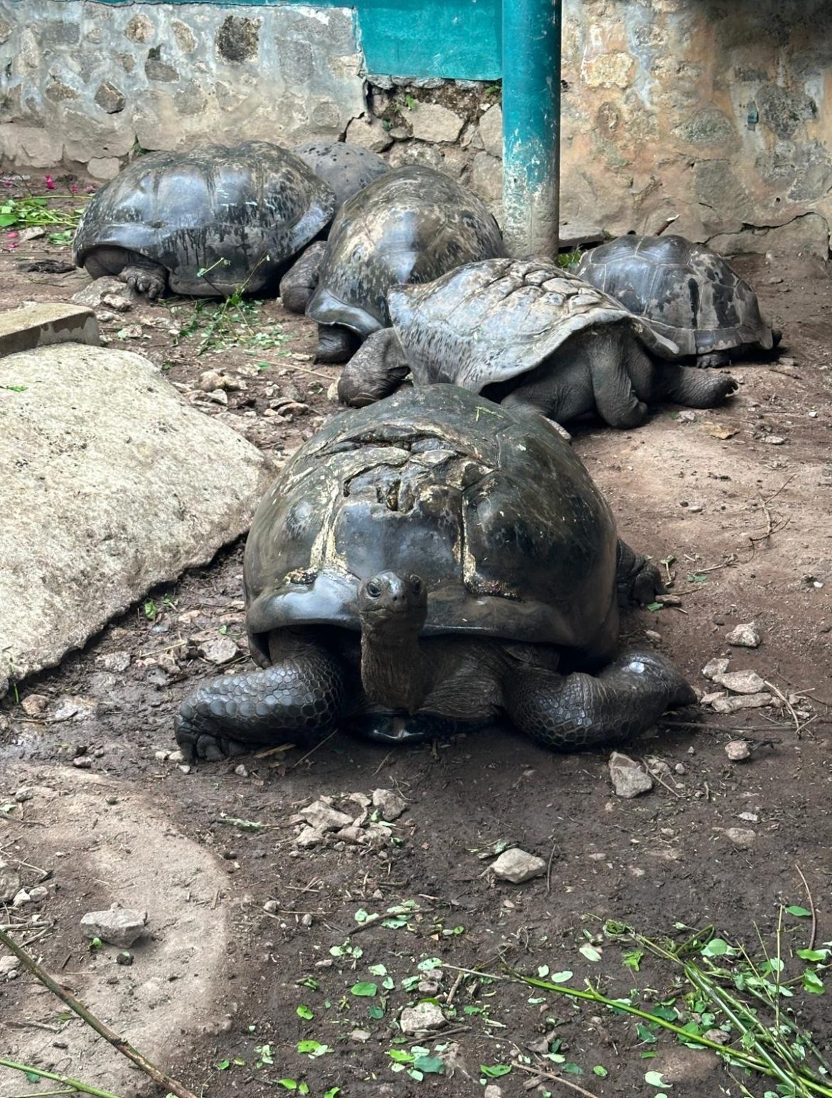 turtles turtles