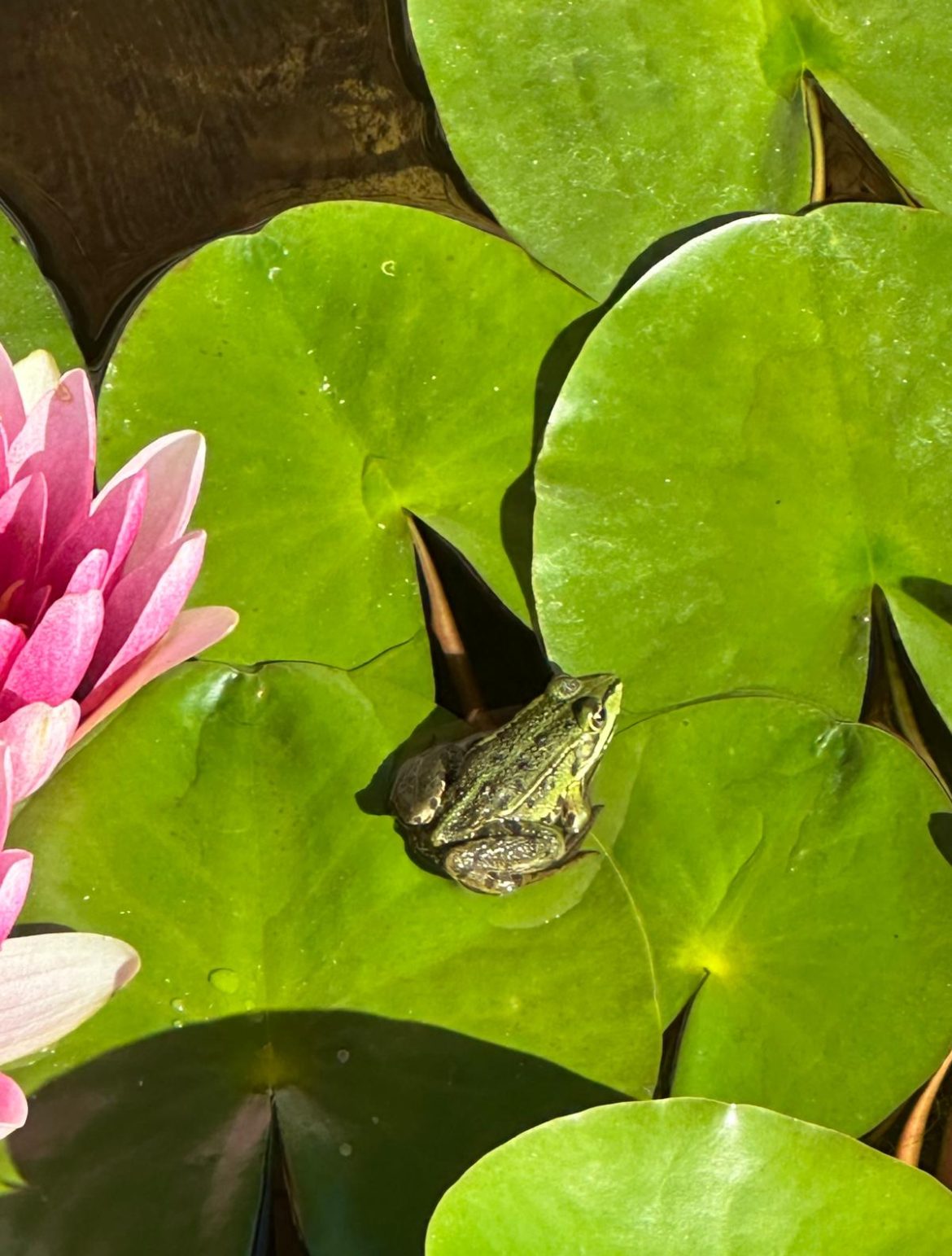 frog-lotus-nature frog-lotus-nature